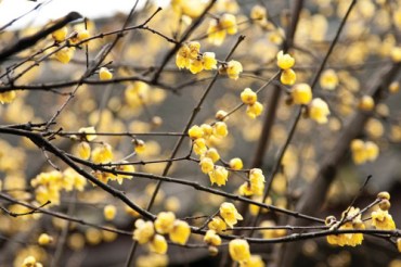 Wintersweet