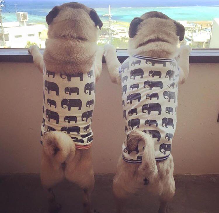 Get A Hobby, Like Pug&nbsp;Lovin