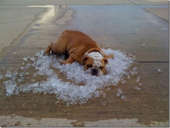 dog on ice