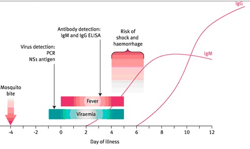 dengue timeline