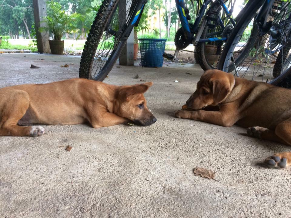 37254377_958849197161_6435746143568658432_n