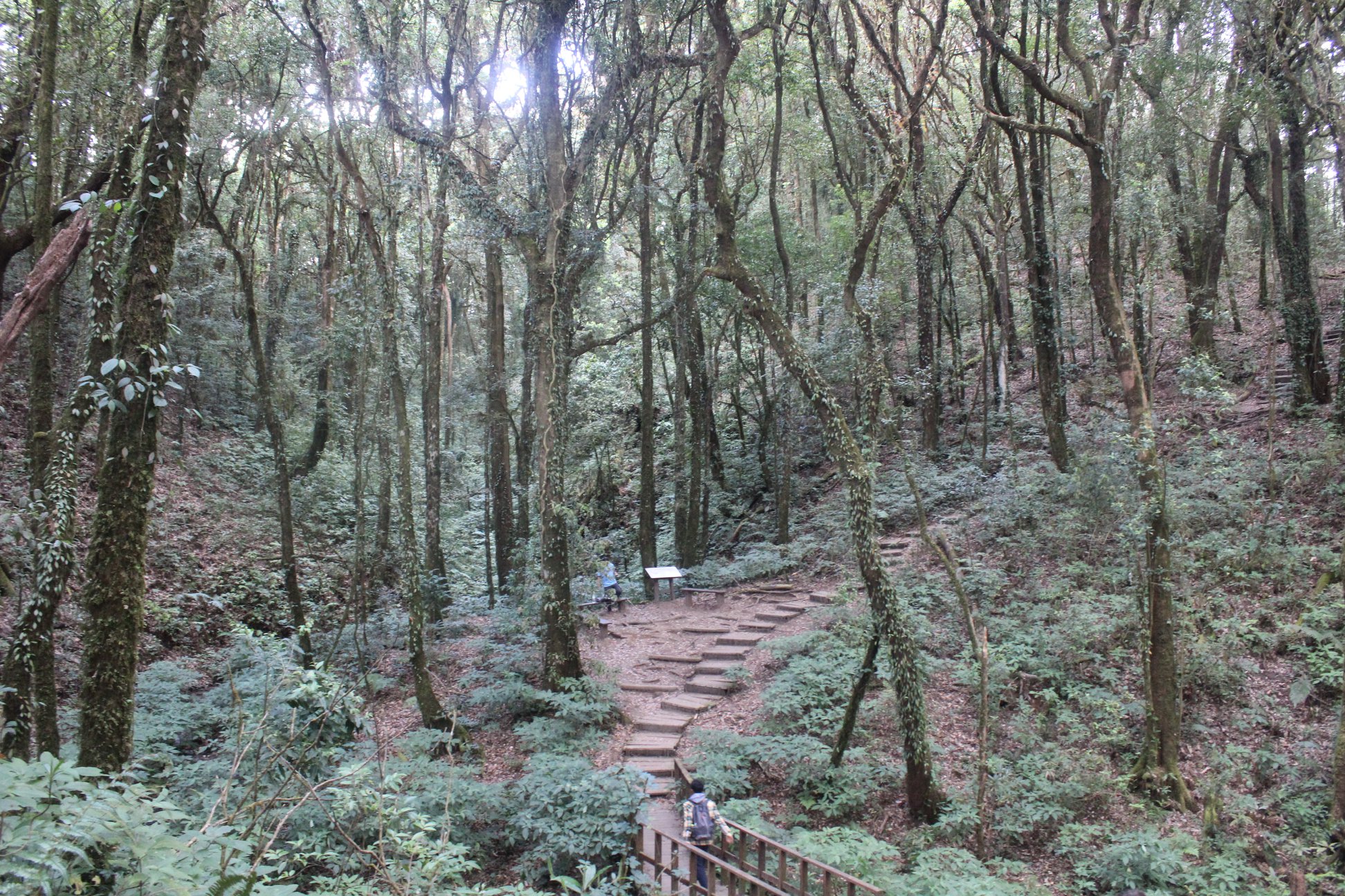 doi inthanon kew trail