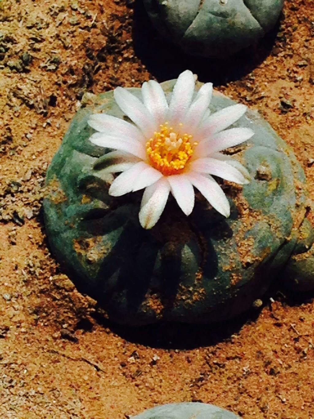 Yá’át’ééh Shí Eí Joely Allen Yinishyé (Hello, My Name is Joely&nbsp;Allen)