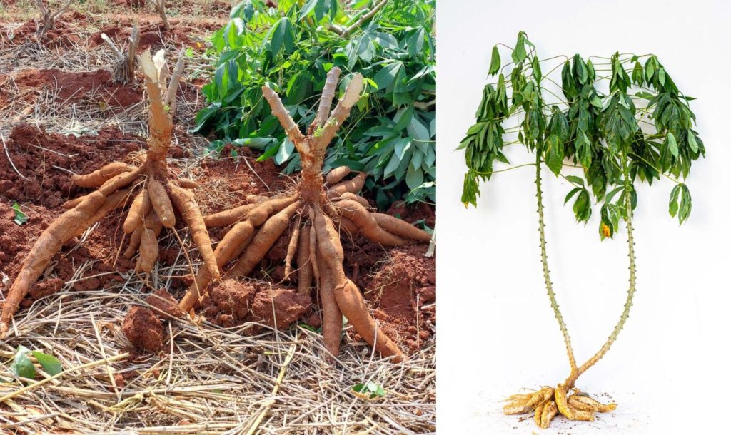 Boiled to Biofuel: Where Thailand’s Cassava&nbsp;Goes